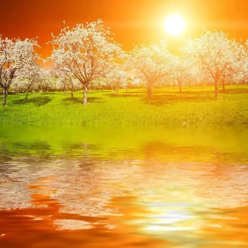 Serene sunset over white blossoming trees reflected in golden water - Avalon Fragrance Oil