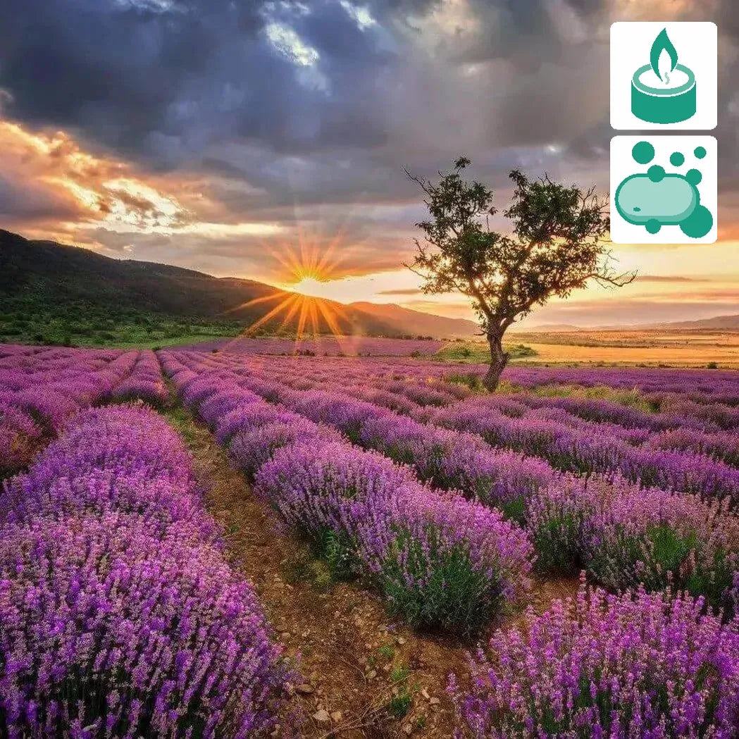 lavender oil on plants Bulgarian Lavender Essential Oil with Floral, Fruity and Sweet Notes – Nurture Handmade Soap Making Supplies