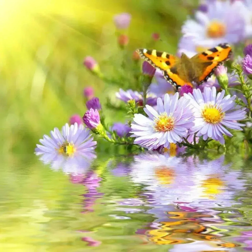 Vibrant orange black butterfly on purple white daisies by water in Butterfly Garden Fragrance Blend