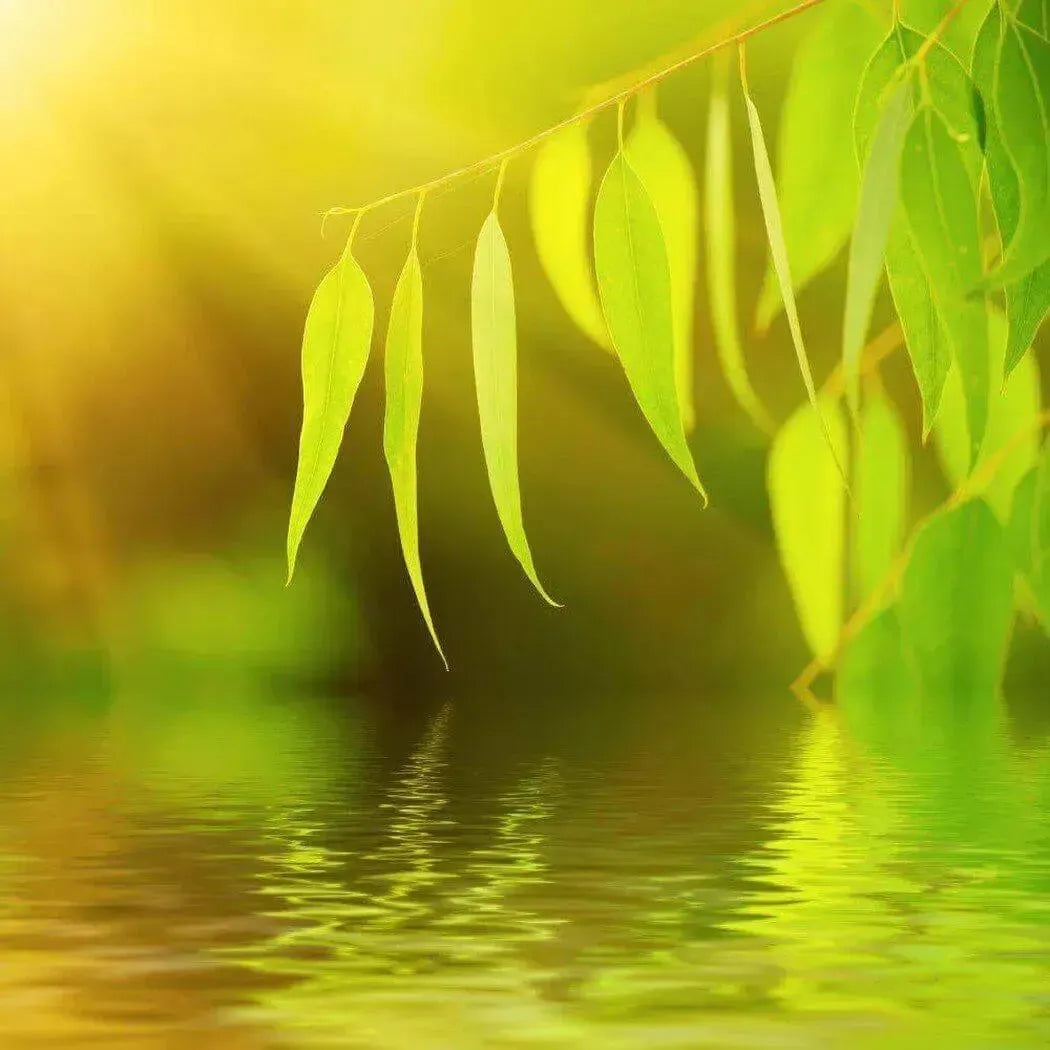Eucalyptus branch with vibrant green leaves over calm water in golden light