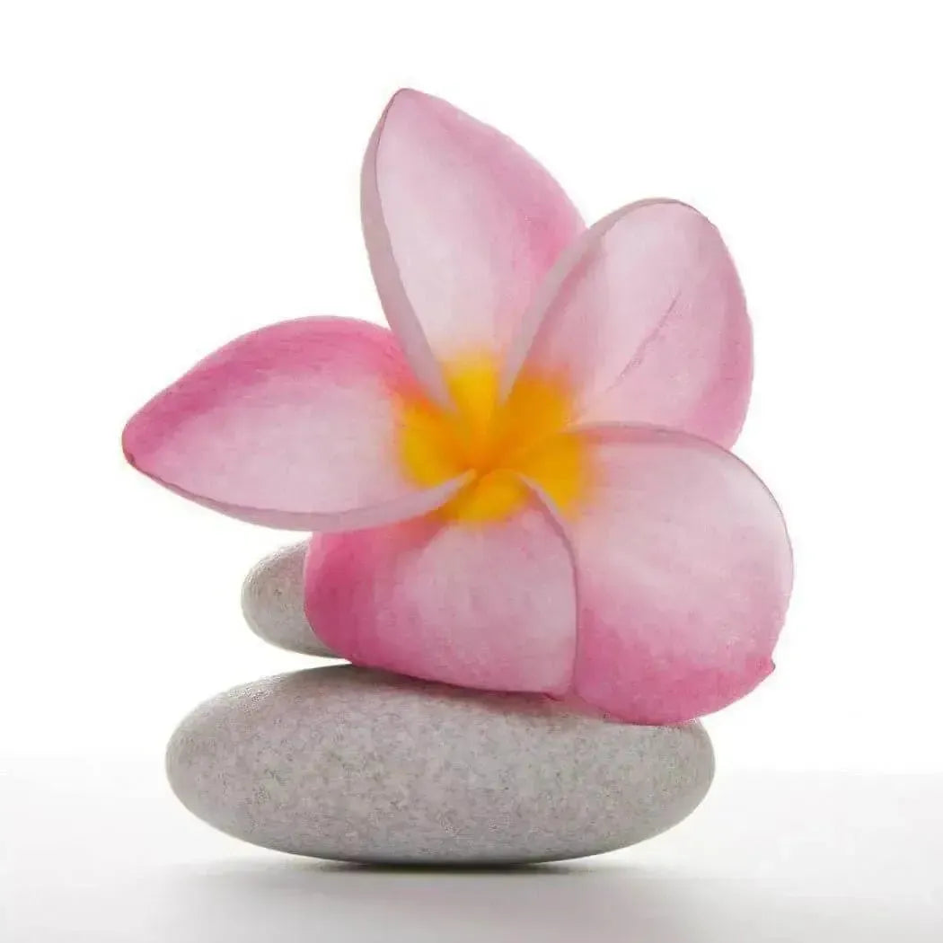 Pink frangipani flower with yellow center on gray river stones, jasmine fragrance oil