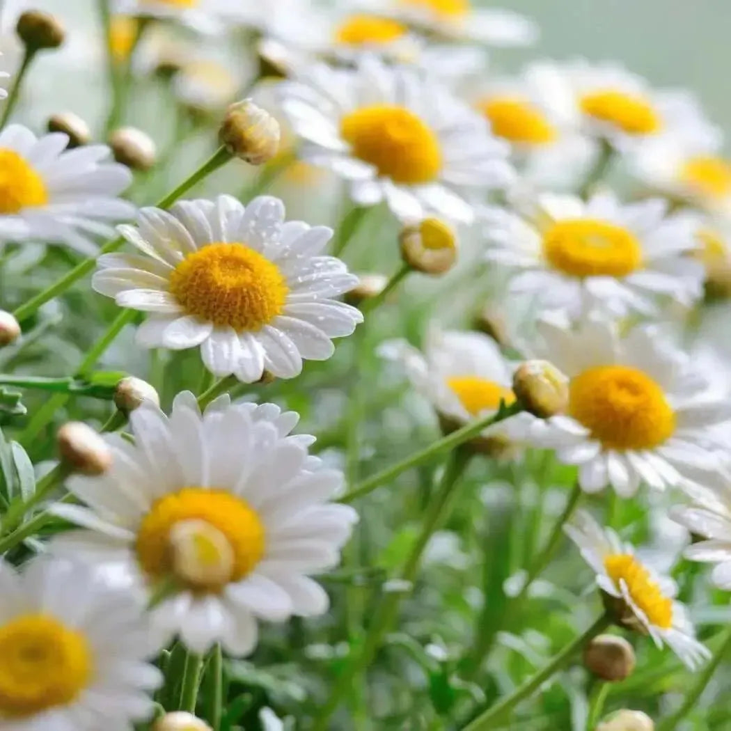 White daisies with yellow centres and dewdrops among green stems