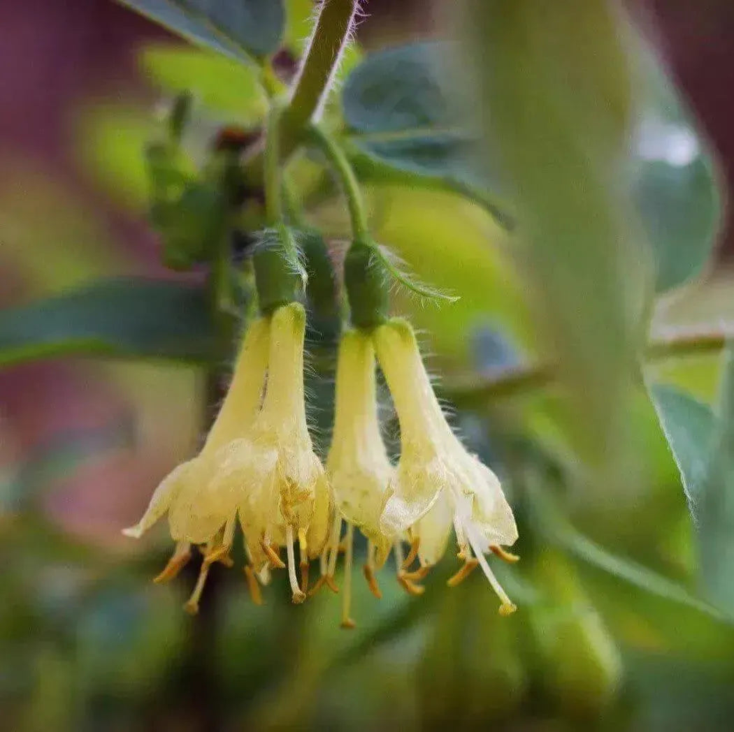 Three pale yellow honeysuckle flowers on fuzzy green stem for fragrance oil