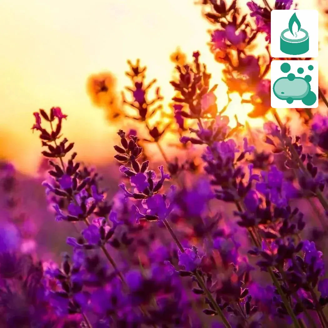 lavender oil on plants Lavender 40/42 Essential Oil – Nurture Handmade Soap Making Supplies