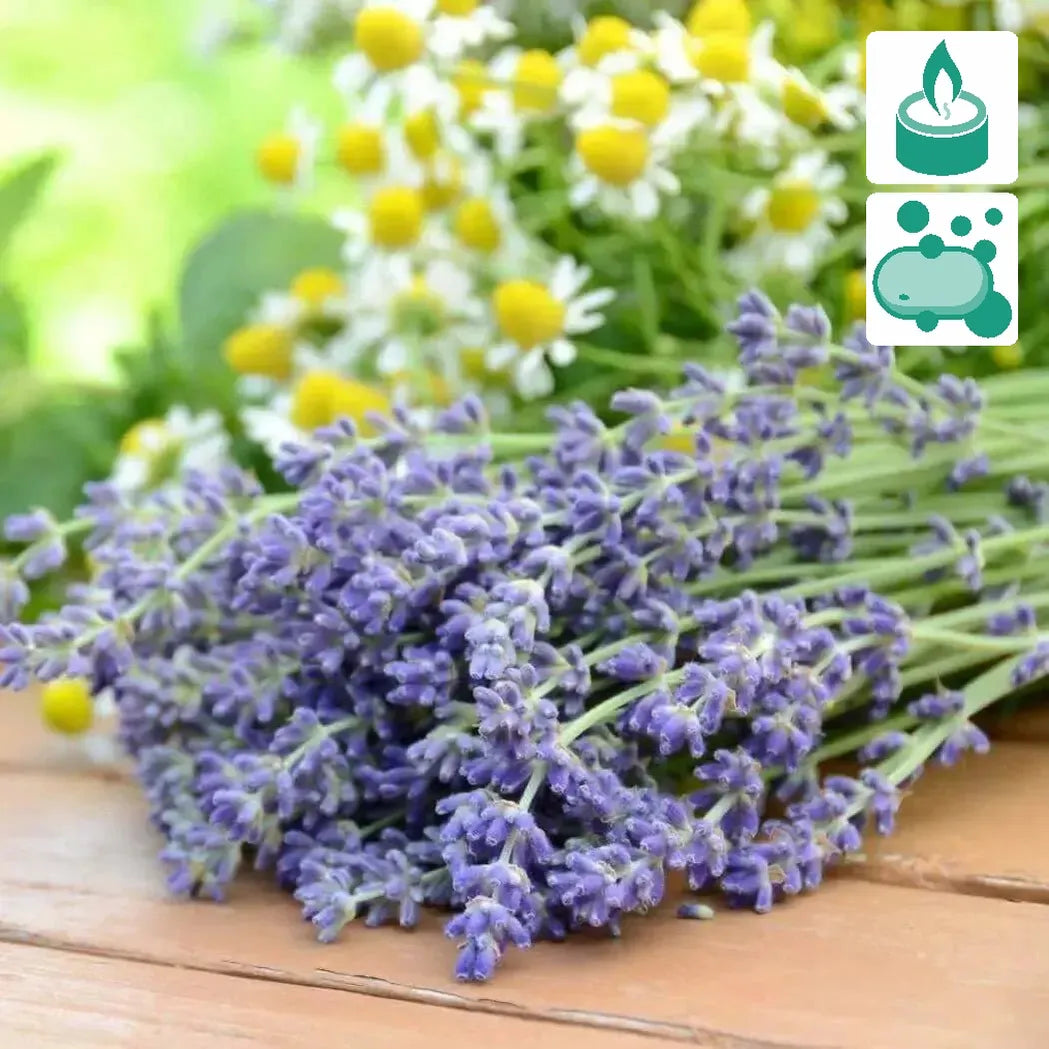 lavender plant fragrance Lavender + Chamomile Fragrance Blend 4 oz