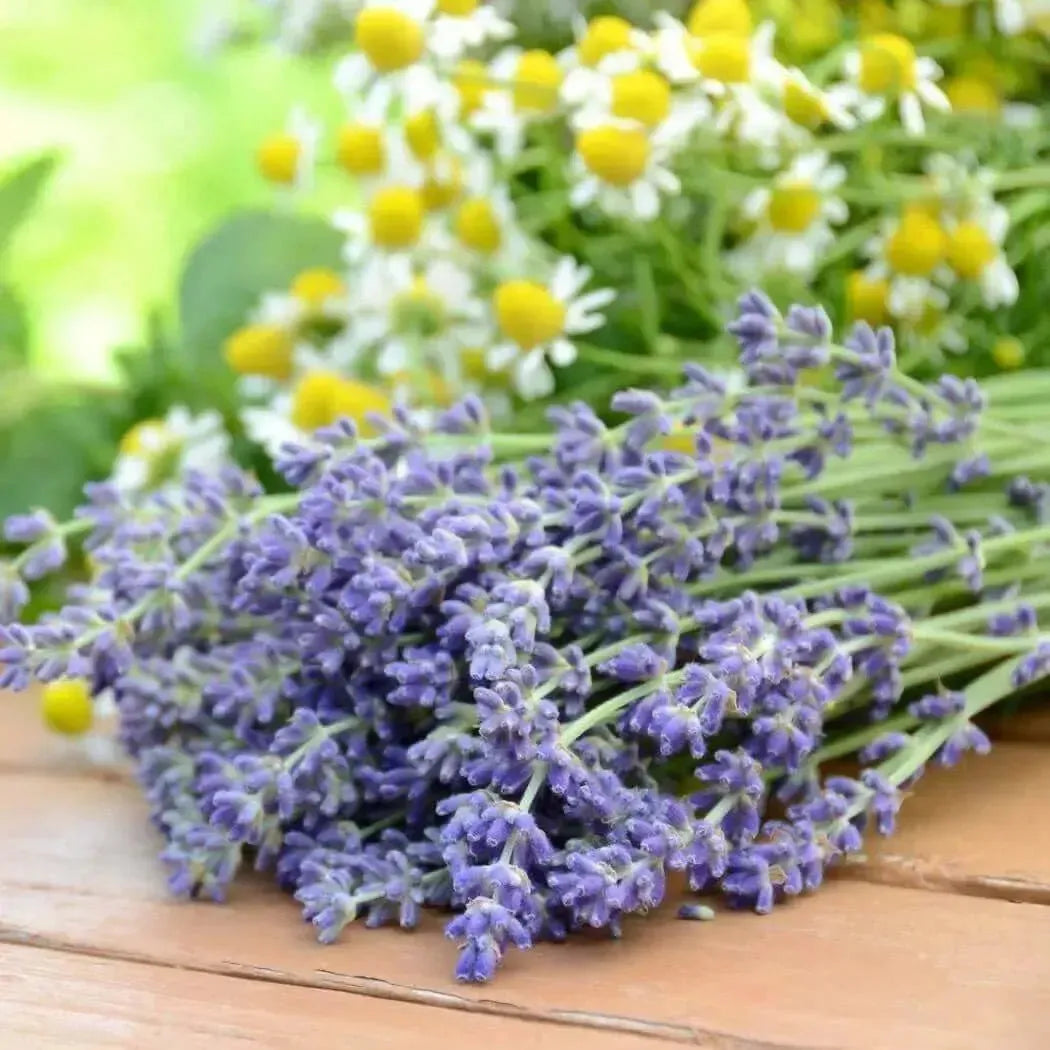 Cut lavender sprigs on wood, white chamomile flowers blurred behind