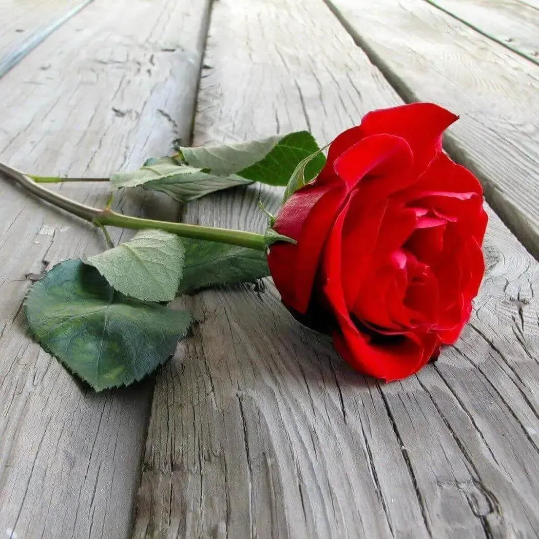 Elegant red rose resting on rustic wooden planks, embodying beauty and charm.