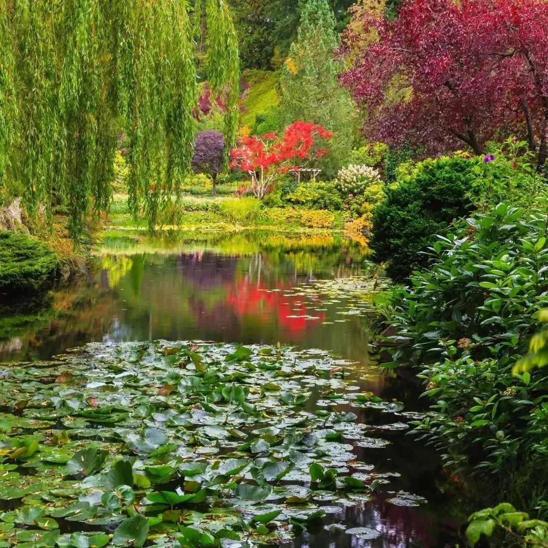 Garden pond covered in lily pads, weeping willow and red foliage