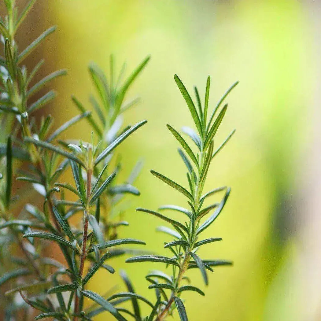 Fresh green rosemary sprigs with needle-like leaves for essential oil