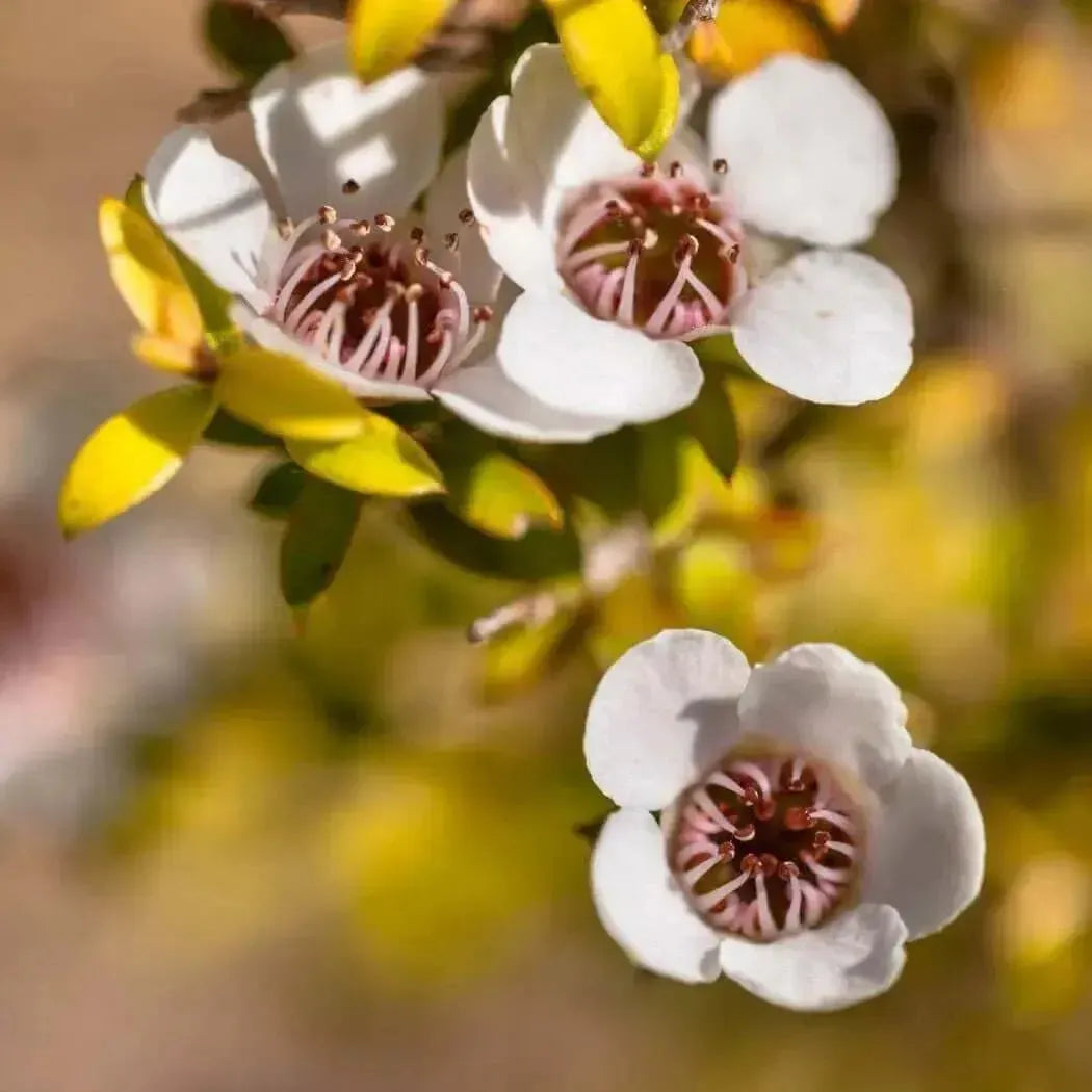 White tea tree flowers with pink centres on yellow-green shrub