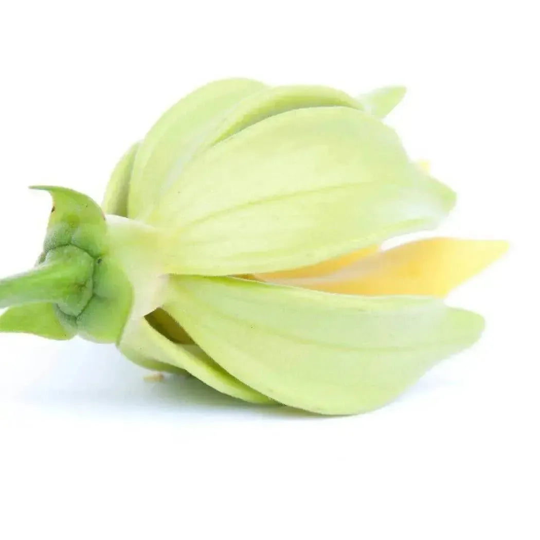 Delicate pale green ylang-ylang flower in Ylang & Amber Fragrance Blend