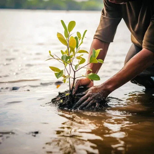 Rooted in Nature: A Message from Carrie on Our Path Forward-NH