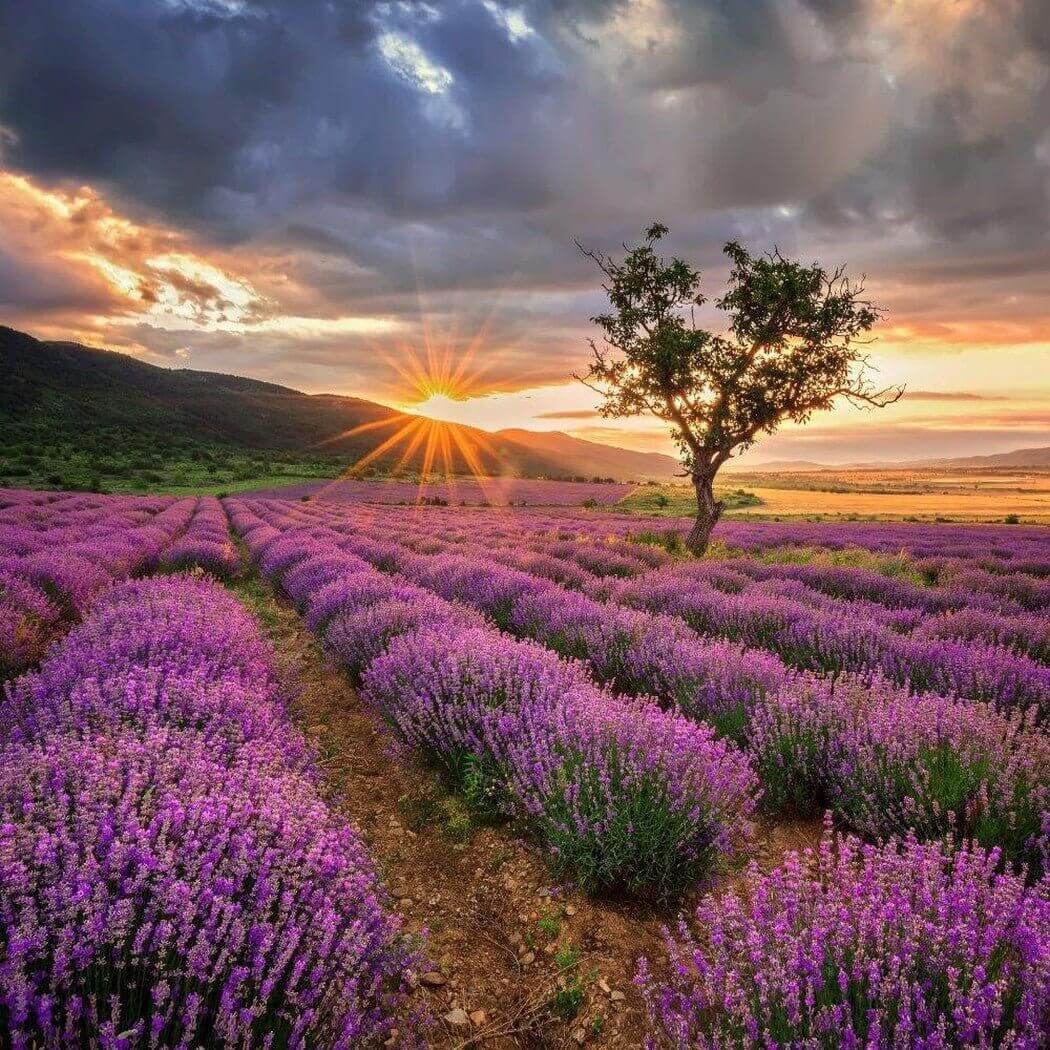 Beautiful lavender field at sunset with dramatic sky and lone tree. Perfect nature scene to nurture handmade inspiration.