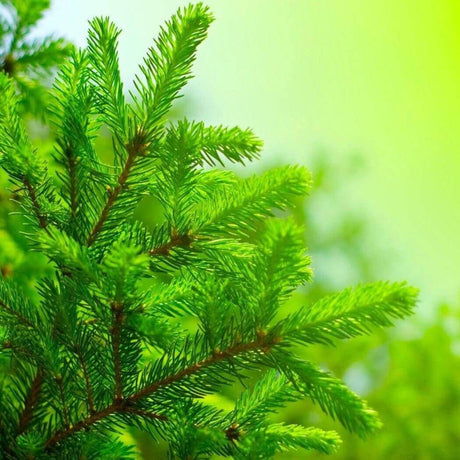 Close-up of lush green pine branches against a bright green background, perfect for Nurture Handmade nature-inspired projects.