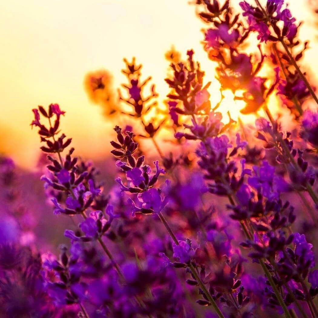 Vibrant purple lavender flowers blooming at sunset, showcasing natural beauty and tranquility. Perfect for Nurture Handmade themes.