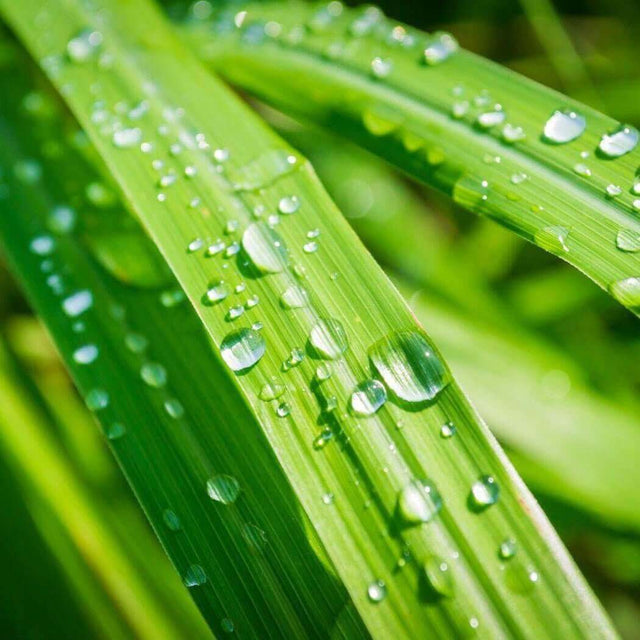 Dew drops on green grass blade | Nurture Handmade