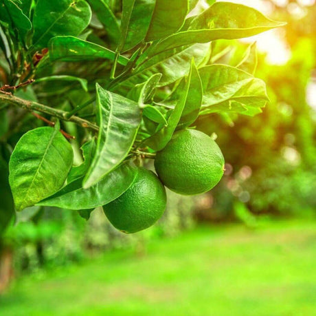 Two green limes growing on a tree branch in a lush garden, with sunlight filtering through the leaves. Nurture Handmade.