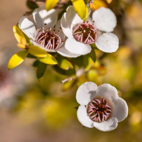 Close-up of delicate white and pink wildflowers with green and yellow leaves, highlighting the nurturing beauty of handmade nature.