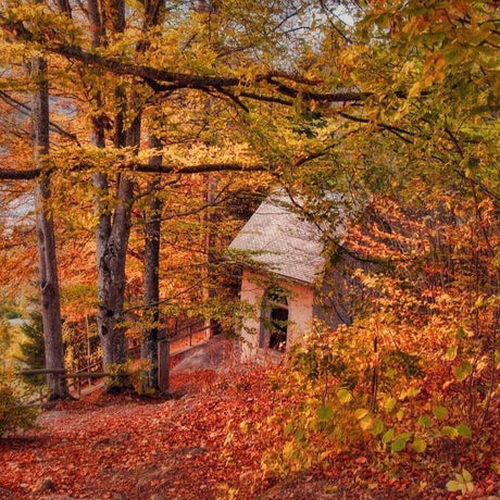 Cabin surrounded by autumn foliage and trees with vibrant fall colors.