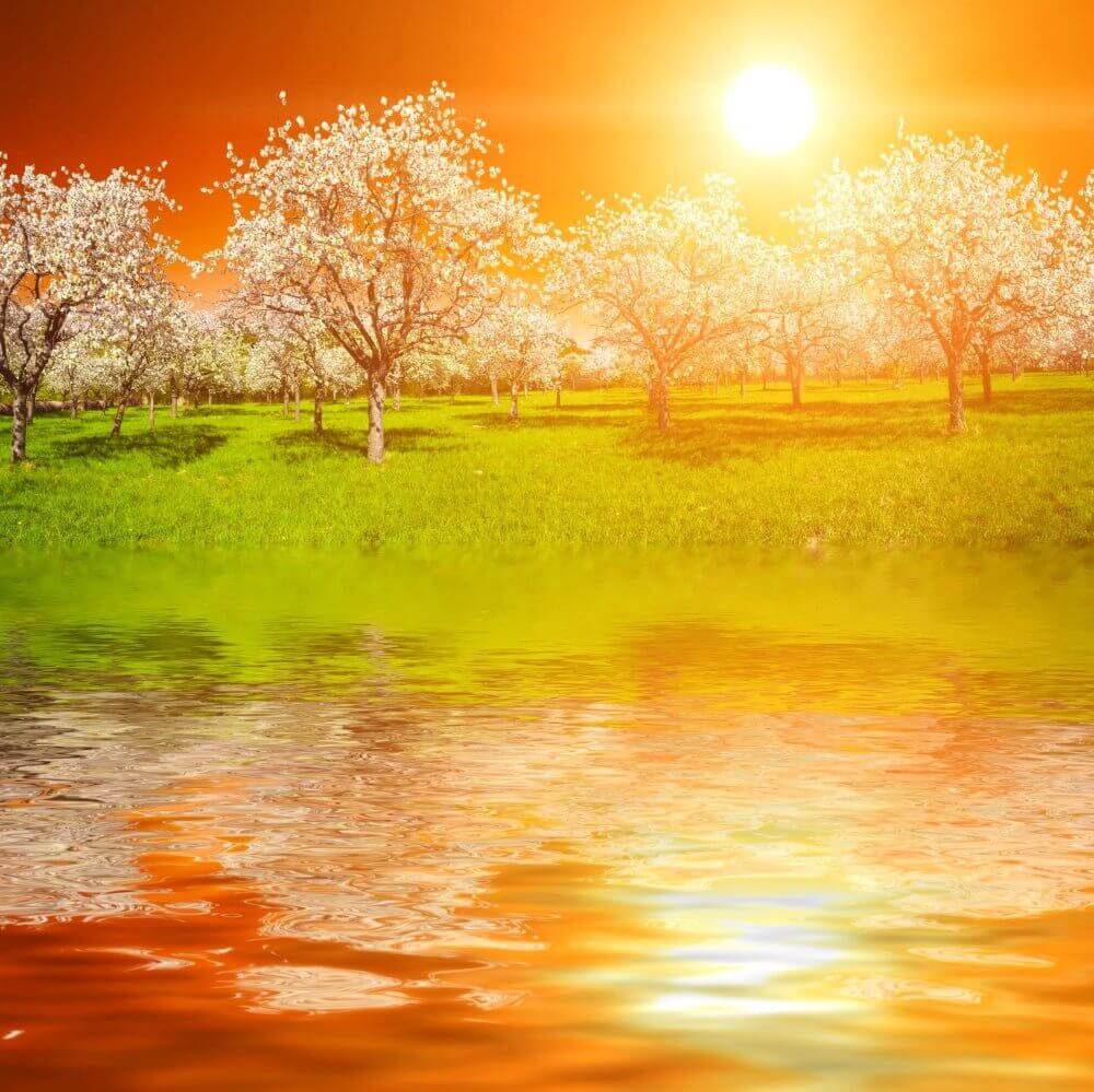 "Serene orchard with blooming trees reflected in a vibrant sunset over calm water - Nurture Handmade"