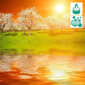 Serene sunset over white blossoming trees reflected in golden water - Avalon Fragrance Oil