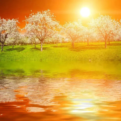 Sunset over blossoming orchard reflected in orange rippling water