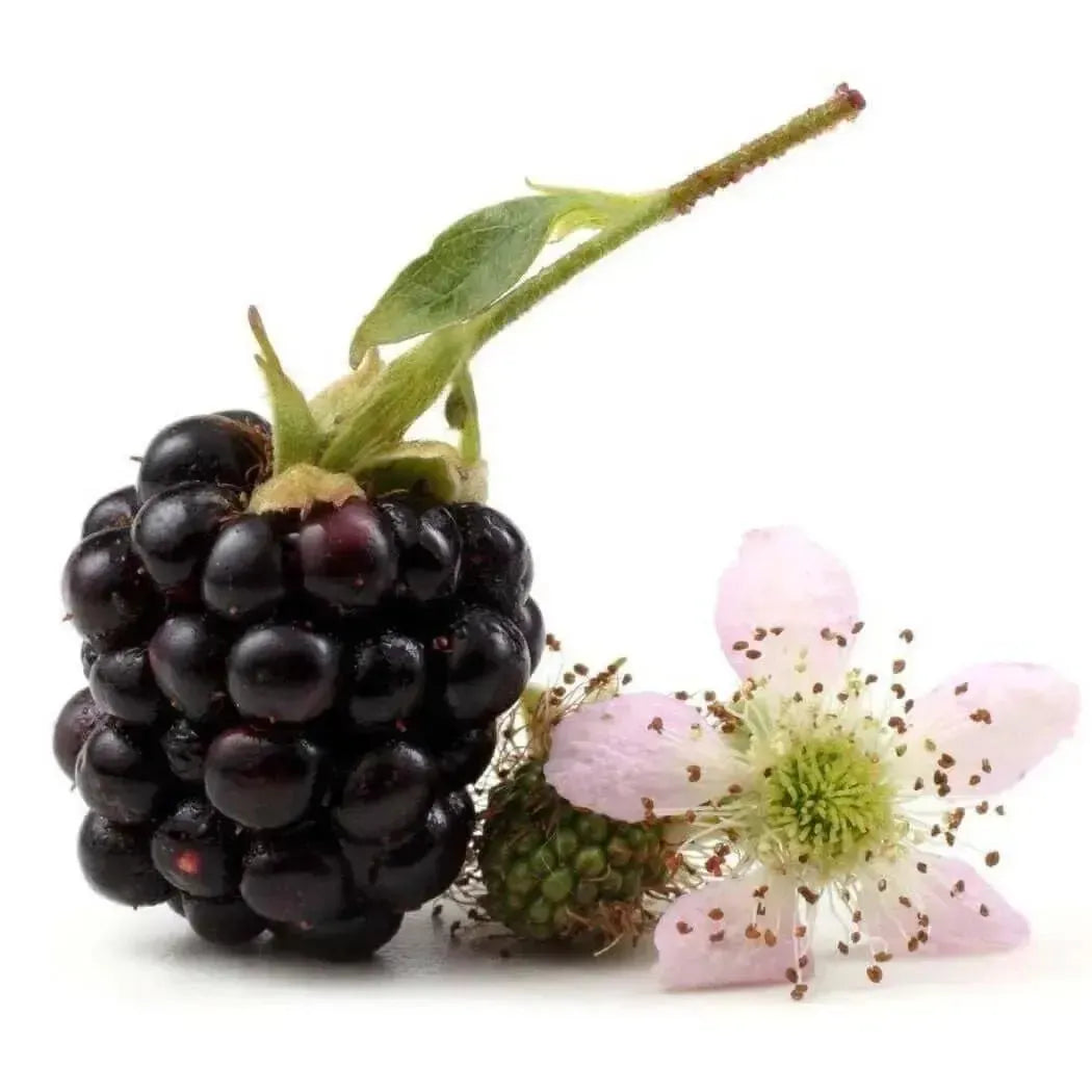 Ripe glossy blackberry with green stem and leaf for Blackberry Ambrosia Fragrance Oil