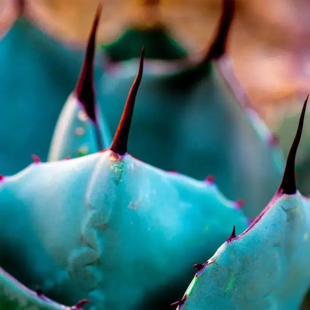 Vibrant turquoise blue agave plant with sharp dark reddish-brown spines