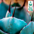 Vibrant turquoise blue agave plant with sharp dark reddish-brown spines