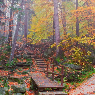 Wooden footbridge and steps through misty autumn forest, orange fallen leaves