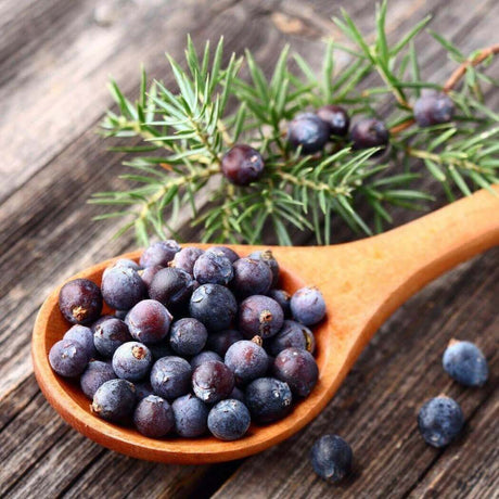 Wooden spoon filled with juniper berries and sprigs of juniper branches on rustic wooden background. Nurture Handmade.