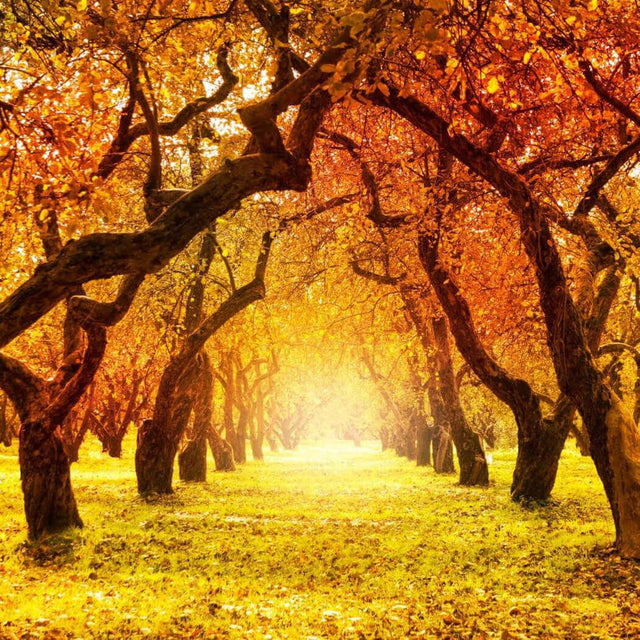 Sunlit pathway through an autumn forest with golden leaves and gnarled trees.