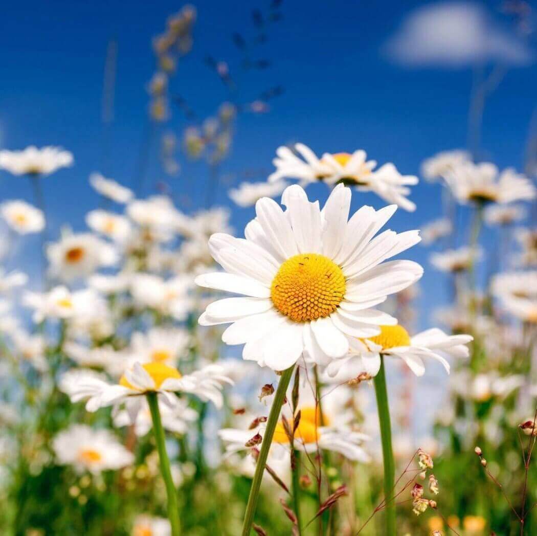 Blooming white and yellow daisies in a sunny meadow under a clear blue sky.