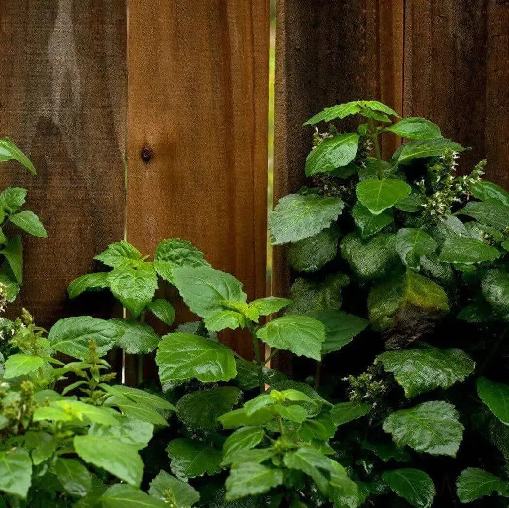 Lush green basil with glossy leaves and white flowers against wooden fence