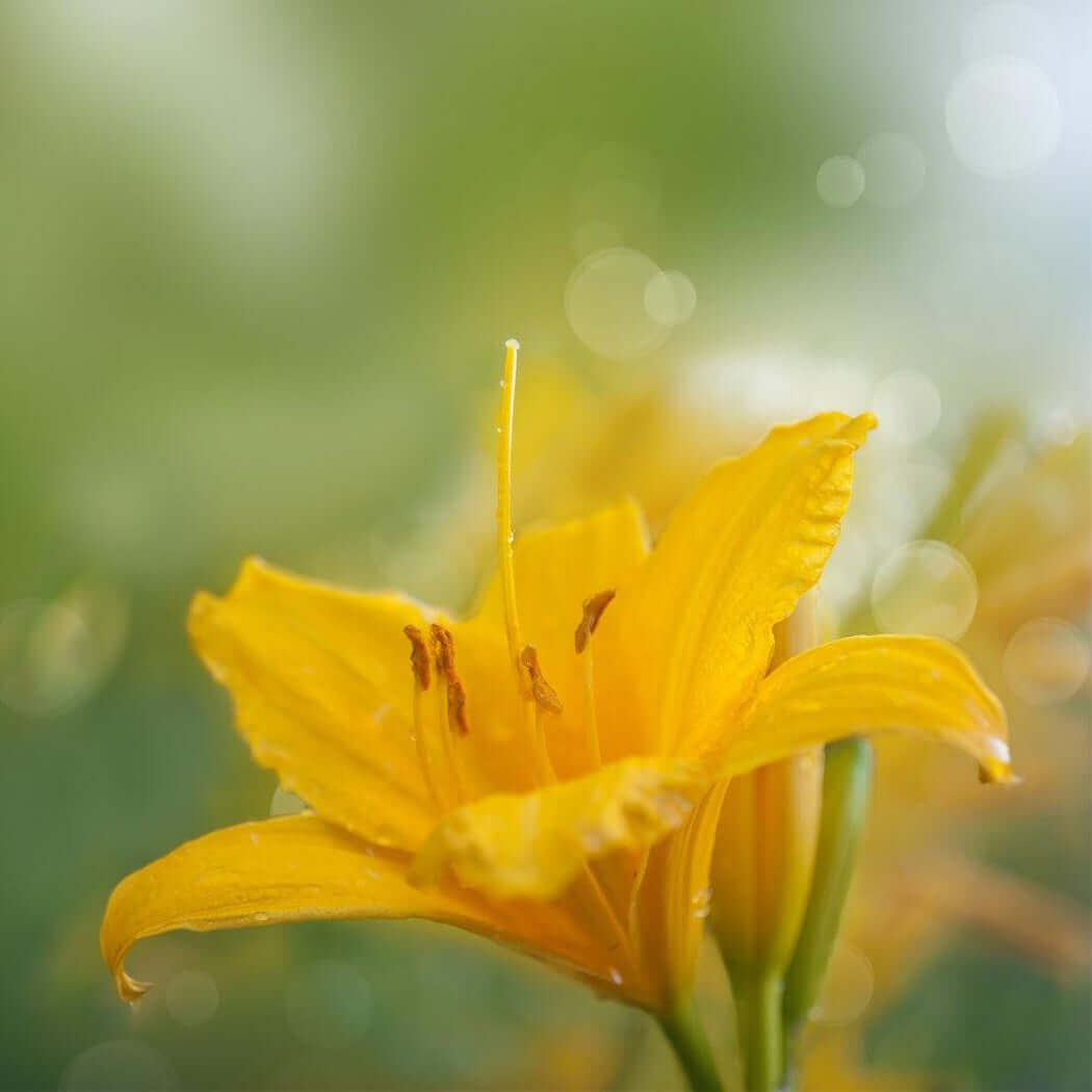 Close-up of a vibrant yellow flower with green blurred background and bokeh lights.