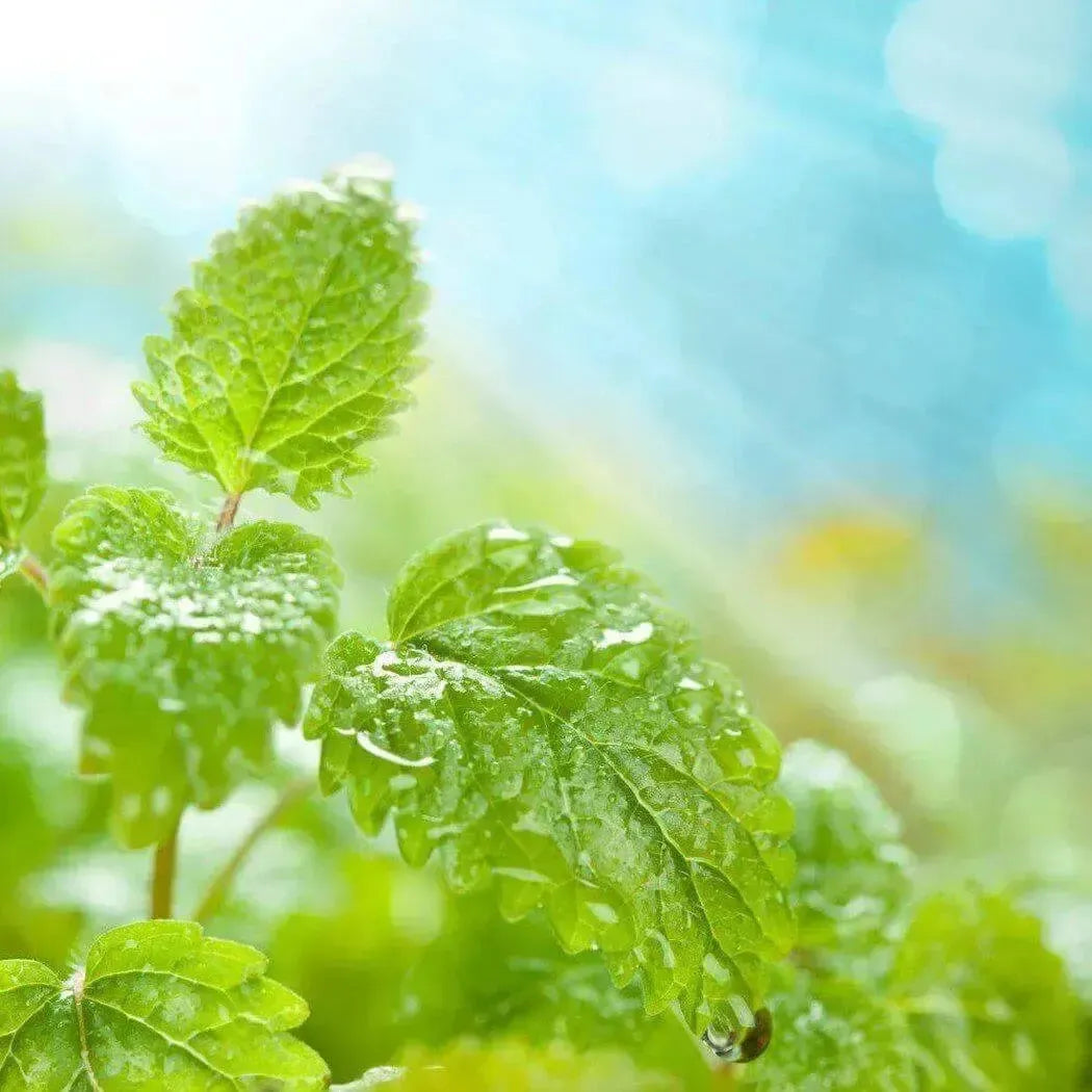 Fresh green mint leaves with dewdrops in Eucalyptus + Mint blend