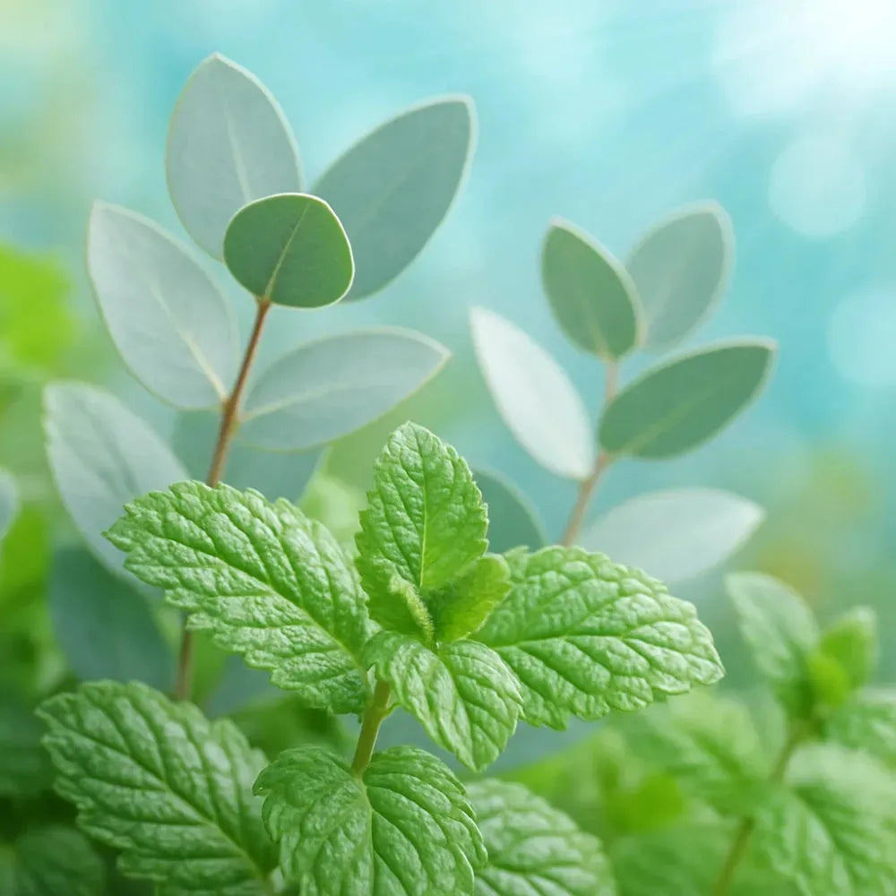 Eucalyptus + Mint Fragrance PS