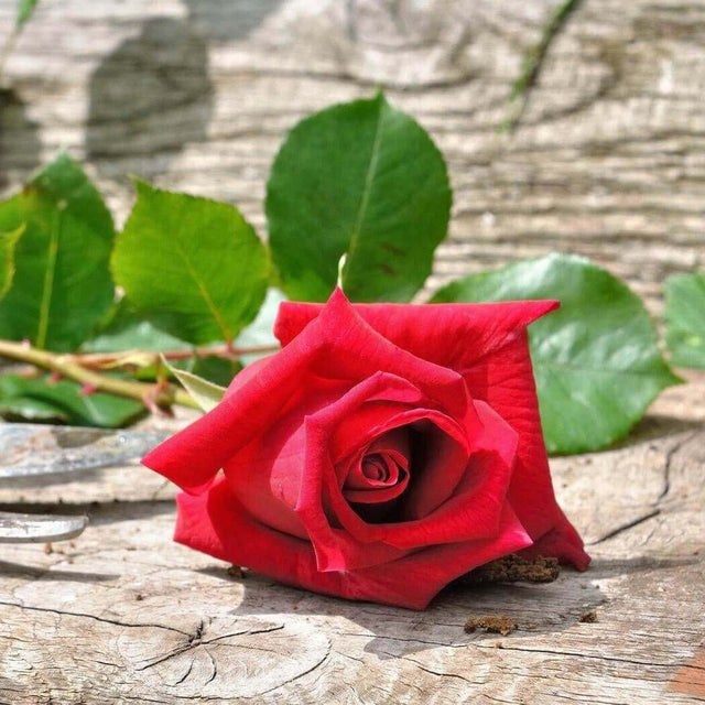 Red handmade paper rose resting on rustic wood background with green leaves