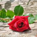 Vibrant red Fresh Cut Rose Fragrance Oil on weathered wood