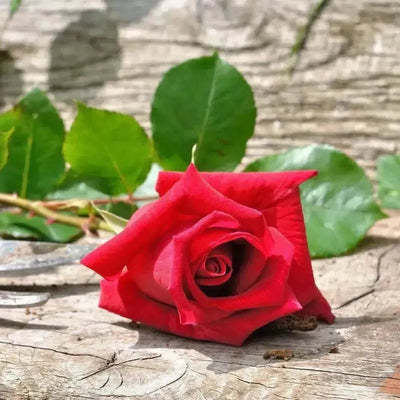 Single red rose bloom with leaves on weathered grey wood