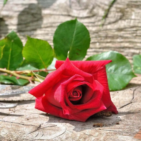 Fresh Cut Rose Fragrance Oil - Nurture Handmade