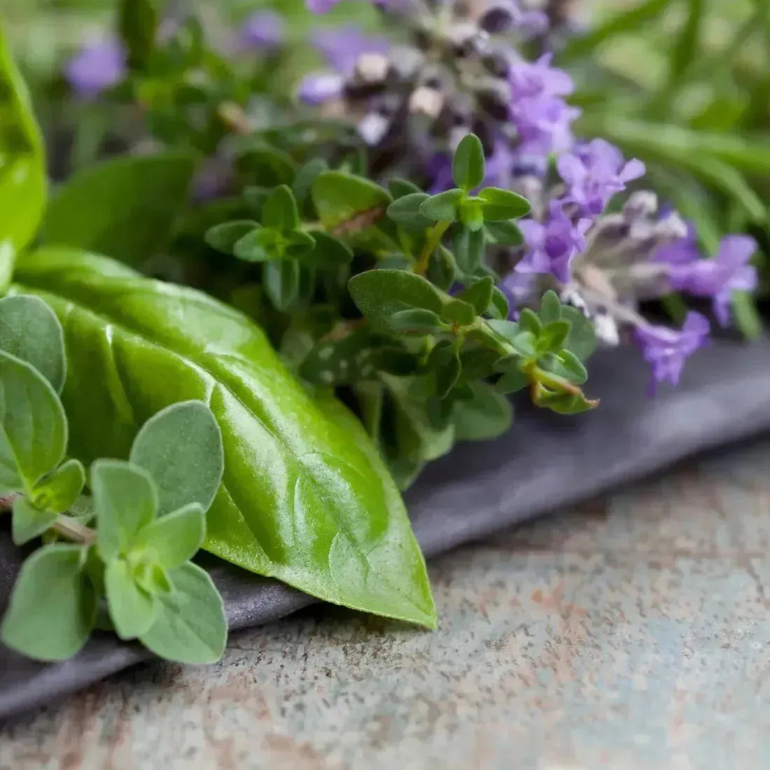 Fresh vibrant green basil leaves and purple flowering herbs in Herb Garden Fragrance Blend