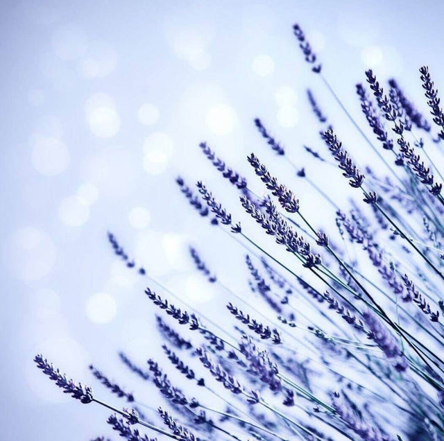 Nurture Handmade: Delicate lavender flowers in a serene, dreamy blue background, capturing nature's beauty and tranquility.