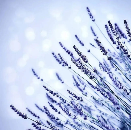 Beautiful lavender field with soft focus and dreamy bokeh background, capturing a serene and calming essence.