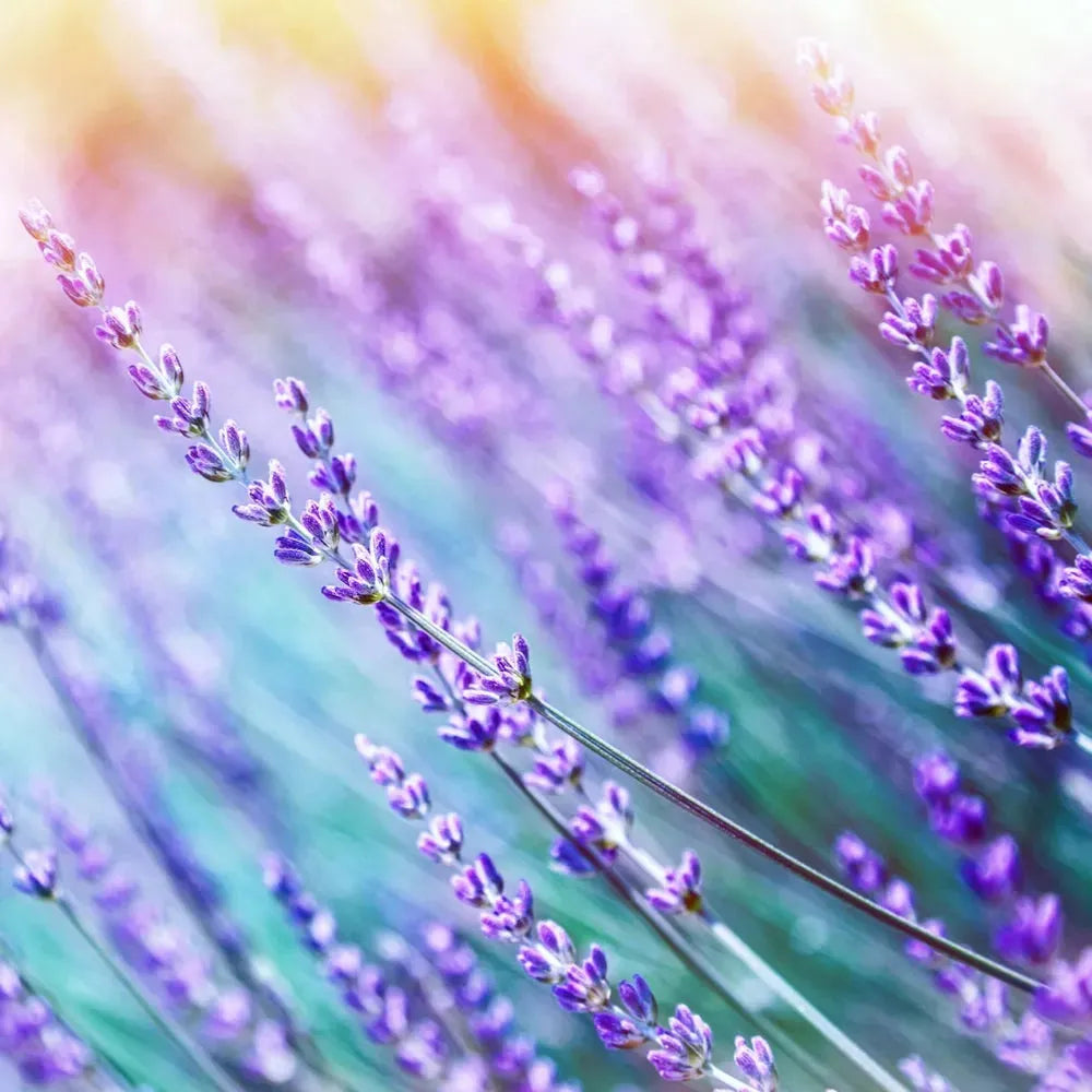 Herbalicious Fragrance PS