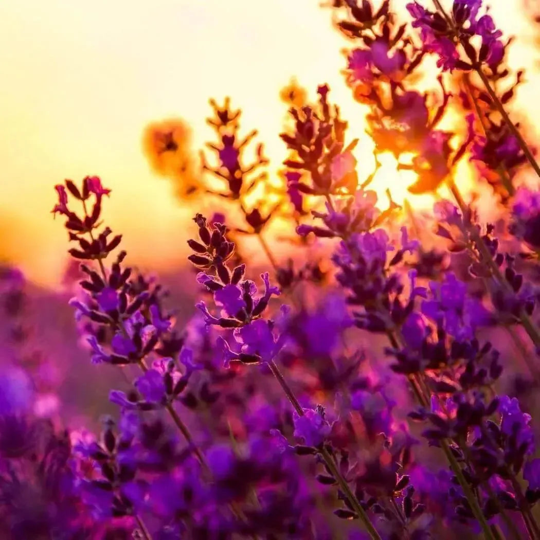 Vibrant lavender flowers blooming at sunset, showcasing the essence of Lavender 40/42 Essential Oil.