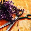Green-handled scissors with metallic blades beside dried purple flowers on wet wood for Lavender + Sage Fragrance Blend