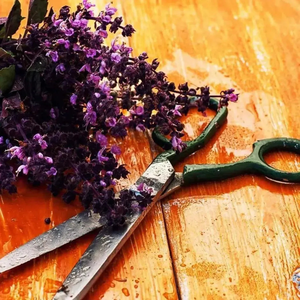 Green-handled scissors with metallic blades beside dried purple flowers on wet wood for Lavender + Sage Fragrance Blend