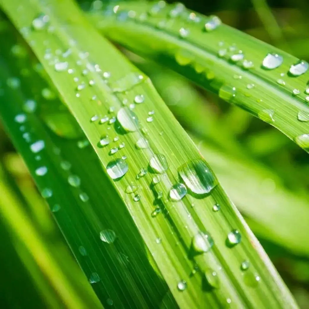 Close-up of fresh green lemongrass leaves with water droplets, showcasing nature's vibrant details.