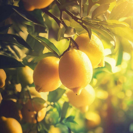 Fresh lemons on a tree with sunlight filtering through the leaves.